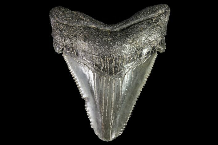 Bargain, Angustidens Tooth - Megalodon Ancestor #75263